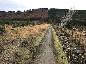 Run Ben Bouie loop. : Approaching the spooky woods