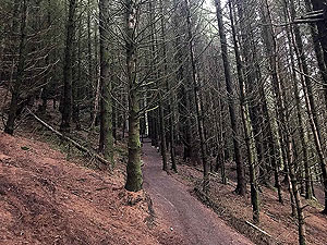 Run Ben Bouie loop. : Inside the spooky woods