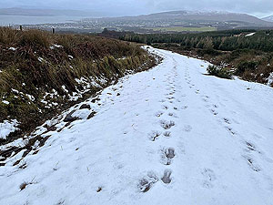 Run Ben Bouie loop. : Higher up the hill