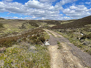 Gallus Running :