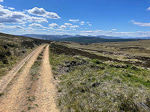 Gallus Running :