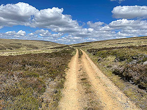Gallus Running :