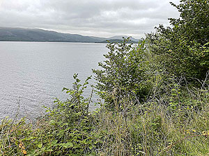 Luss to Arrochar | Gallus Running : 585_sm_006.jpg