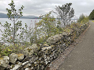 Luss to Arrochar | Gallus Running : 585_sm_008.jpg