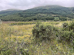 Luss to Arrochar | Gallus Running : 585_sm_023.jpg