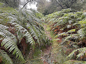 Lochgoilhead : 587_sm_018.jpg