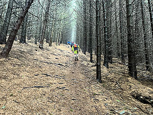 Glentress half marathon : Everyone is walking at this point