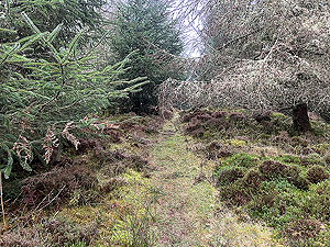 Run loop around Gouk hill : Trail through the trees