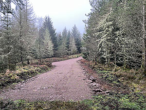 Run loop around Gouk hill : Trail comes out on another main forest road