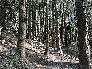 Run loop around Gouk hill : Inside the spooky wood