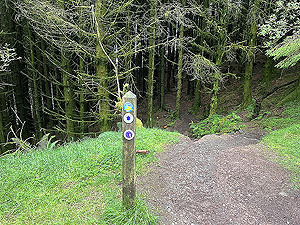 Run loop around Gouk hill : Entrance to the spooky wood