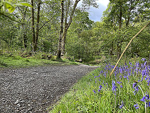 Helensburgh games hill race : Path in the wooded area