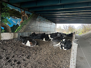 Over the Carman : Locals trying to keep warm