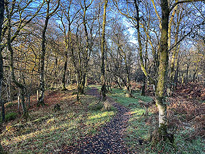 Over the Carman : The small wood on the down from Ben Bouie