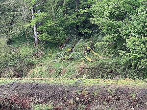 Crinan canal : Wild garlic growing at the road side