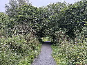 Trident 10K : Into the woods