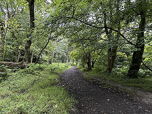 Trident 10K : Through the trees