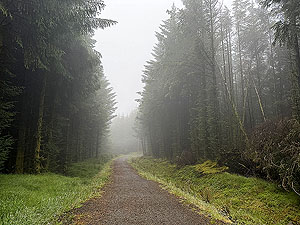 Trident 10K : Trees on both sides now