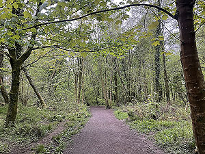 Trident 10K : Duchess woods