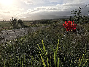 Islay running from Bowmore