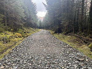 Ardgartan trail race: A group of runners on the last section
