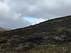 Glenshee loop : Deer appear