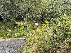 Glen Ample: : Lots of deer though this one is white