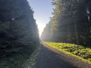 HAAC - Highland mans way : Sunshine through the trees