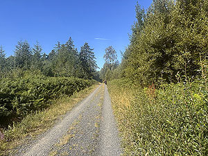 Gallus Running Devilla half  : Open forest road
