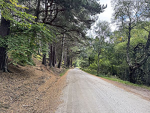 Caringorms trail marathon:  : Onto the forest road