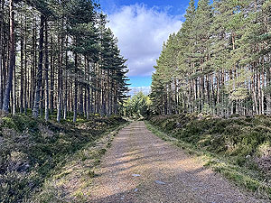 Caringorms trail marathon:  : Off the trail and back onto forest road