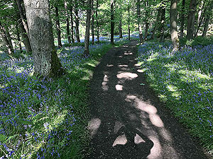 Bluebells in the wood