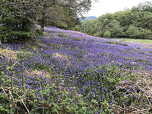 Bluebells near Aberfoyle