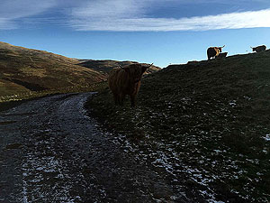 Highland cows at Dumyat