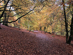 Autumn colours in the Birks
